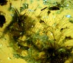 琥珀中发现亿年前恐龙羽毛